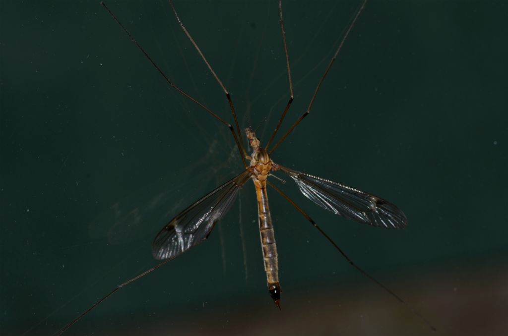 Tipula sp.